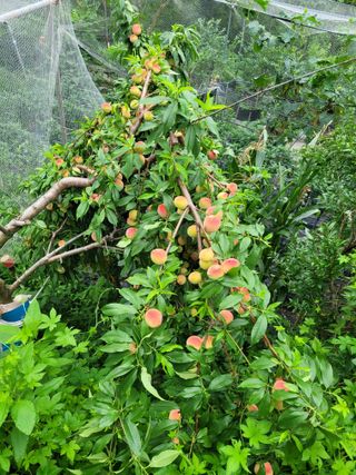 진해풍호동텃밭님의 🎉상반기 결산 자랑하기 · 참여글 작성글 사진