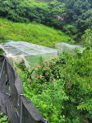 진해풍호동텃밭님의 🎉상반기 결산 자랑하기 · 참여글 작성글 사진