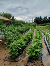 팜모닝 🎉상반기 결산 자랑하기·참여글 게시글 이미지