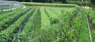 영덕 축산 김일규님의 들깨 · 영농일지 작성글 사진