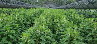 영덕 축산 김일규님의 들깨 · 영농일지 작성글 사진