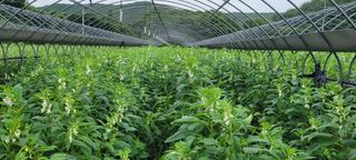 영덕 축산 김일규님의 들깨 · 영농일지 작성글 사진