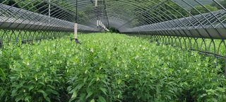 영덕 축산 김일규님의 들깨 · 영농일지 작성글 사진