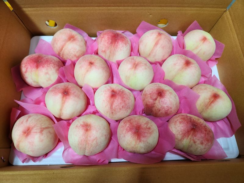 한상섭님의 장터 판매 상품 [복숭아 백도,황도 4kg ] 첨부 사진