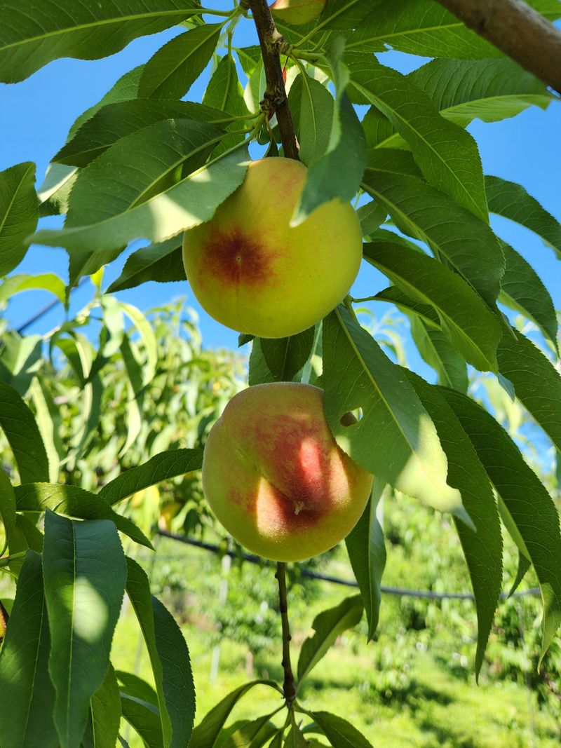 한상섭님의 장터 판매 상품 [복숭아 백도,황도 4kg ] 첨부 사진
