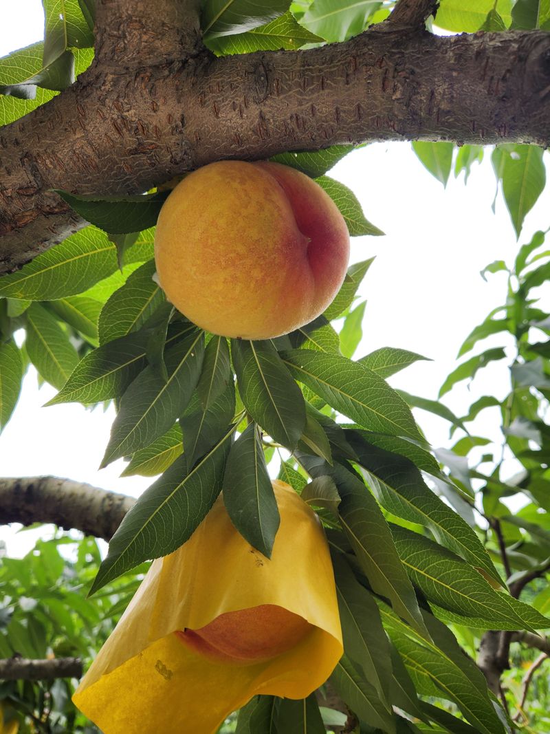 한상섭님의 장터 판매 상품 [복숭아 백도,황도 4kg ] 첨부 사진