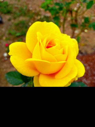 GH장수기호농님의 🎉상반기 결산 자랑하기 · 참여글 작성글 사진