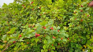 호피랑 농부랑님의 🎉상반기 결산 자랑하기 · 참여글 작성글 사진