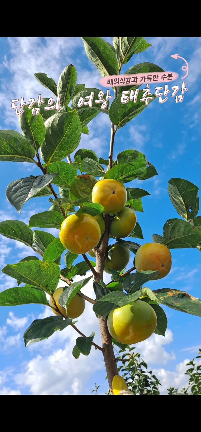 장터 상품 [아삭달콤한 주하네팜 태추단감 2.5kg,5kg] 썸네일