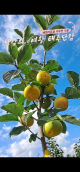 팜모닝 · 게시글 이미지