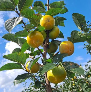 주하네팜(태추,부유님의 작성글 사진