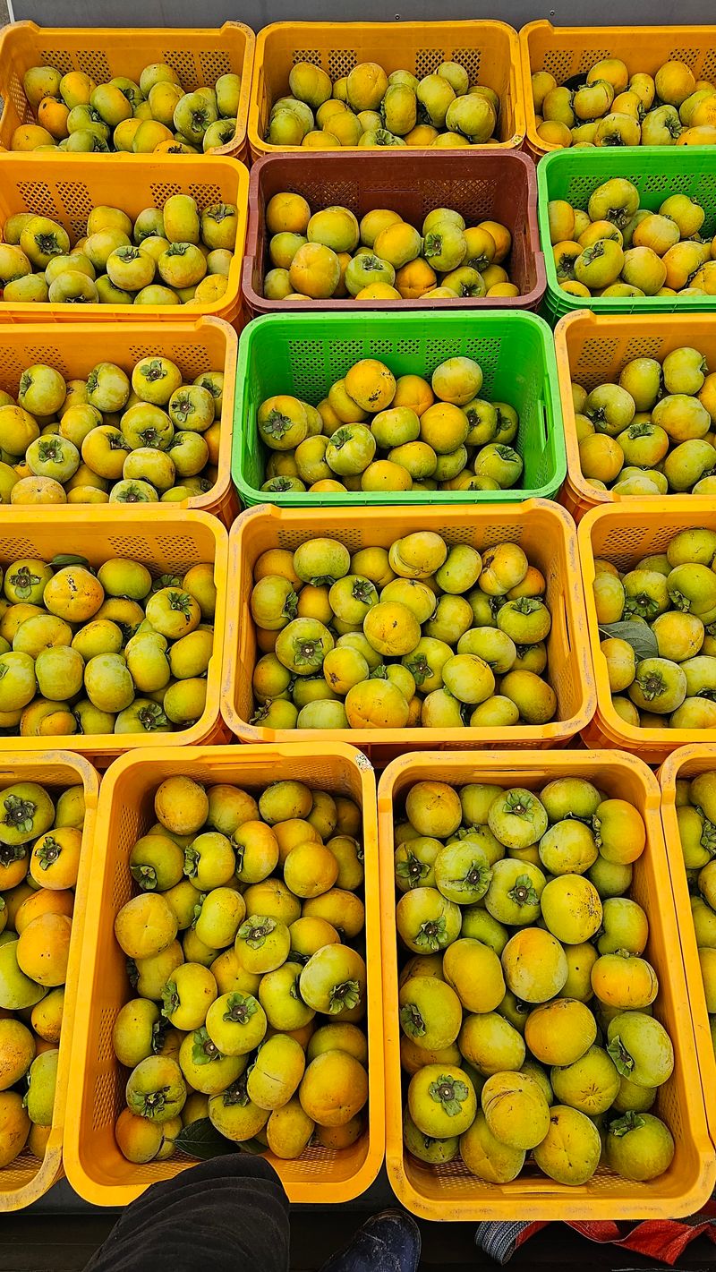 주하네팜(태추,부유님의 장터 판매 상품 [아삭달콤한 주하네팜 태추단감 2.5kg,5kg] 첨부 사진