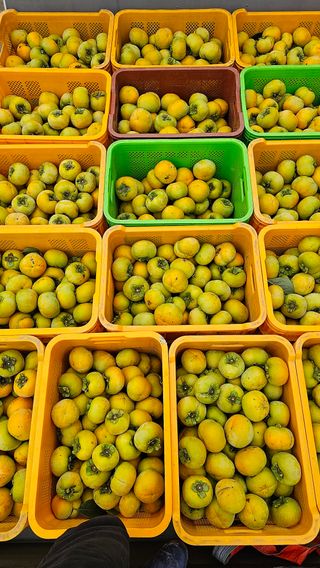 주하네팜(태추,부유님의 작성글 사진