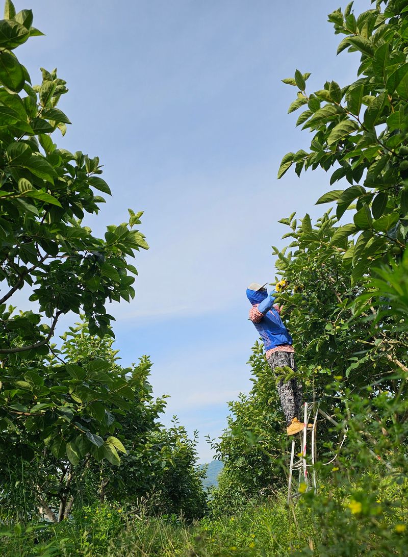주하네팜(태추,부유님의 장터 판매 상품 [아삭달콤한 주하네팜 태추단감 2.5kg,5kg] 첨부 사진