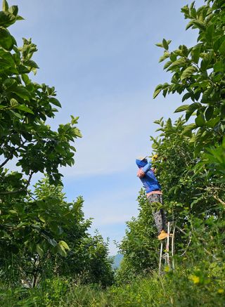 주하네팜(태추,부유님의 작성글 사진