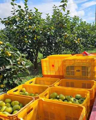 주하네팜(태추,부유님의 작성글 사진