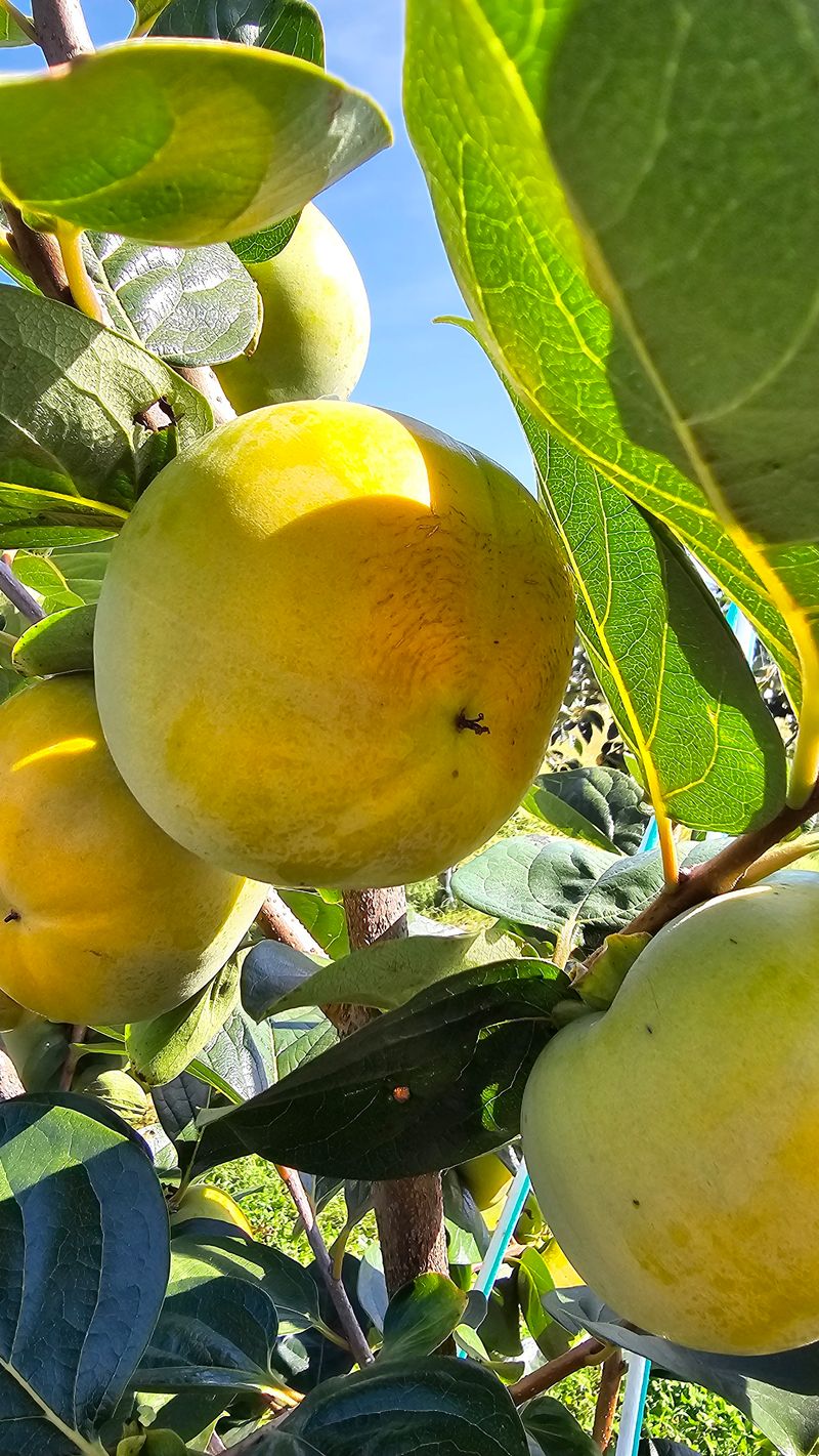 주하네팜(태추,부유님의 장터 판매 상품 [아삭달콤한 주하네팜 태추단감 2.5kg,5kg] 첨부 사진