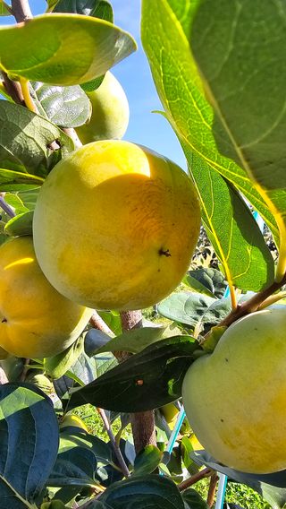 주하네팜(태추,부유님의 작성글 사진