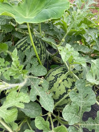 꽁냥이네님의 🎉상반기 결산 자랑하기 · 참여글 작성글 사진