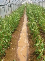 팜모닝 농사, 무엇이든 물어보세요!·참여글 게시글 이미지