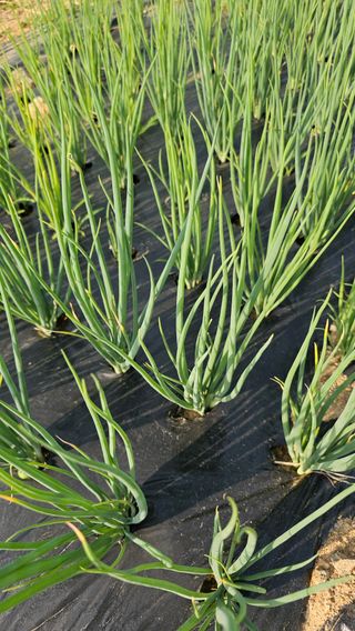 호피랑 농부랑님의 🎉상반기 결산 자랑하기 · 참여글 작성글 사진