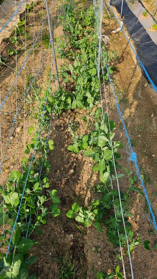 호피랑 농부랑님의 🎉상반기 결산 자랑하기 · 참여글 작성글 사진