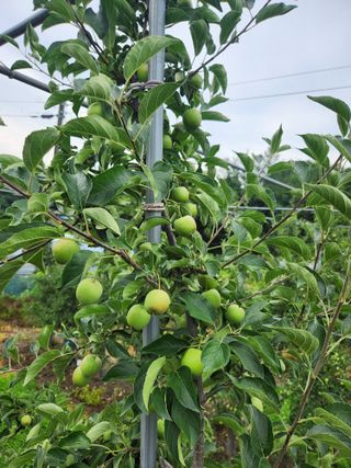 임태록(슬송아농원)님의 🎉상반기 결산 자랑하기 · 참여글 작성글 사진