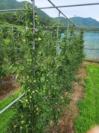 임태록(슬송아농원)님의 🎉상반기 결산 자랑하기 · 참여글 작성글 사진