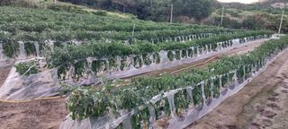 김진순님의 🎉상반기 결산 자랑하기 · 참여글 작성글 사진