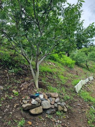 김용대님의 자유주제 · 자유게시판 작성글 사진