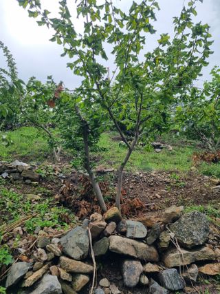 김용대님의 자유주제 · 자유게시판 작성글 사진