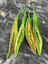 팜모닝 고추·병해충상담 게시글 이미지