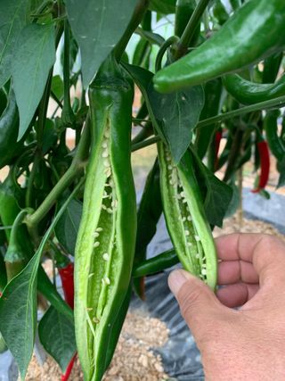 이계성님의 고추 · 병해충상담 작성글 사진