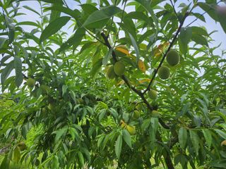 채봉석님의 🎉상반기 결산 자랑하기 · 참여글 작성글 사진