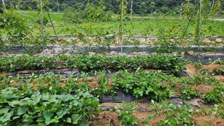 힐스님의 🎉상반기 결산 자랑하기 · 참여글 작성글 사진