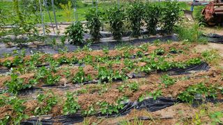 힐스님의 🎉상반기 결산 자랑하기 · 참여글 작성글 사진