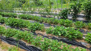 힐스님의 🎉상반기 결산 자랑하기 · 참여글 작성글 사진