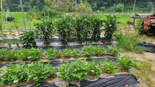 힐스님의 🎉상반기 결산 자랑하기 · 참여글 작성글 사진