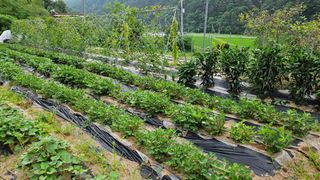 힐스님의 🎉상반기 결산 자랑하기 · 참여글 작성글 사진