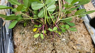 힐스님의 🎉상반기 결산 자랑하기 · 참여글 작성글 사진