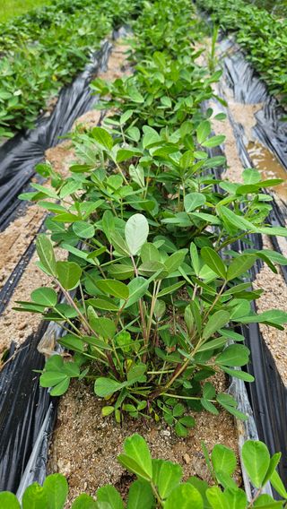 힐스님의 🎉상반기 결산 자랑하기 · 참여글 작성글 사진