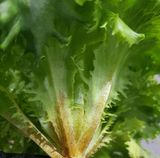 팜모닝 상추·병해충상담 게시글 이미지