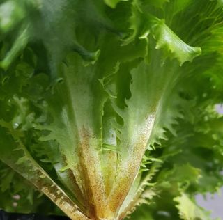 김동욱님의 상추 · 병해충상담 작성글 사진