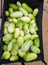 팜모닝 자유주제·자유게시판 게시글 이미지