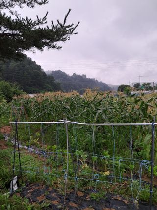 농부의약속님의 작성글 사진