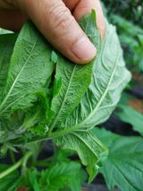 팜모닝 농사, 무엇이든 물어보세요!·참여글 게시글 이미지