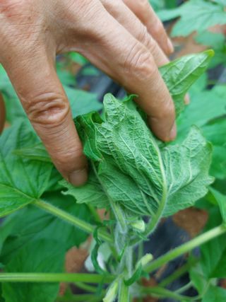 남기천 농민님의 농사, 무엇이든 물어보세요! · 참여글 작성글 사진