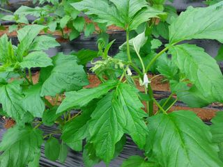 남기천 농민님의 농사, 무엇이든 물어보세요! · 참여글 작성글 사진