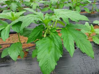 남기천 농민님의 농사, 무엇이든 물어보세요! · 참여글 작성글 사진