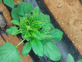 남기천 농민님의 농사, 무엇이든 물어보세요! · 참여글 작성글 사진